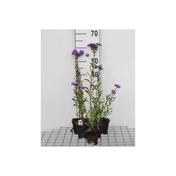 6 X Erigeron Hybr. 'Azure Beauty' - Feinstrahl - Topf 9 X 9 Cm-image