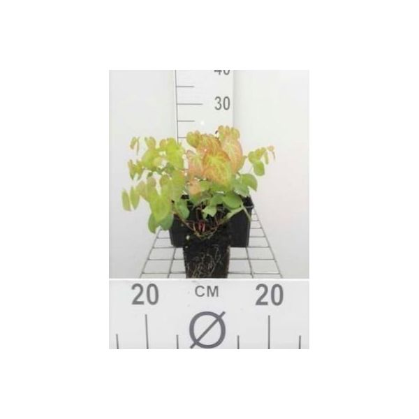 6 X Epimedium Versicolor 'Sulphureum' - Fiore Di Edera - Vaso 9 X 9 Cm-image