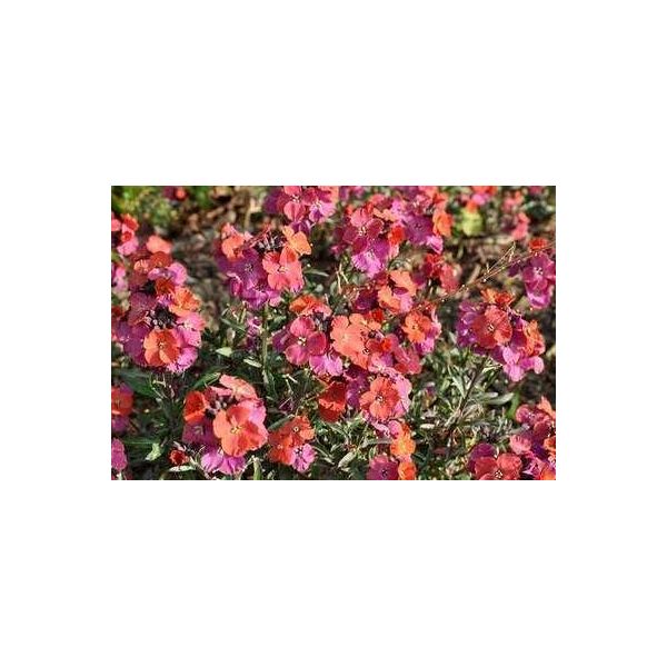 6 X Erysimum Hybr. 'Red Jep' - Cavolo Delle Pareti - Vaso 9 X 9 Cm-image