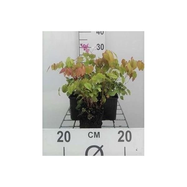 6 X Epimedium Grand. Lilafee' - Fiore Avorio - Vaso 9 X 9 Cm-image