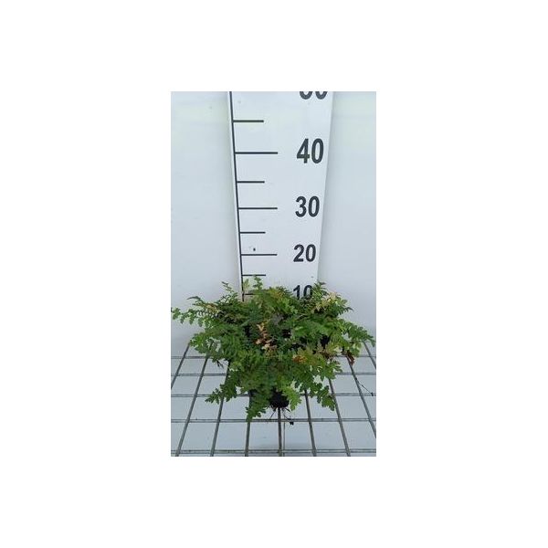 6 X Filipendula Vulgaris ( Hexapetala) - Olmaria - Vaso 9 X 9 Cm-image