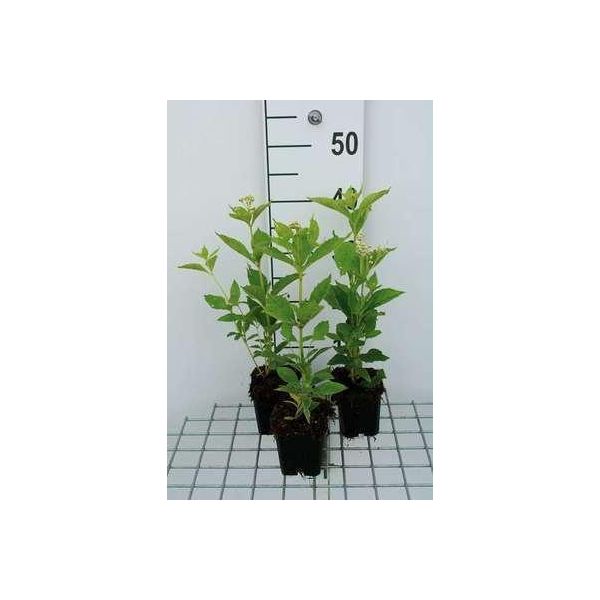 6 X Eupatorium Mac. 'Album' - Margherita D'acqua - Vaso 9 X 9 Cm-image