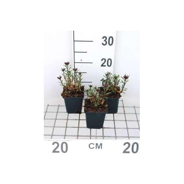 6 X Erysimum Hybr. 'Constant Cheer' - Mauerkraut - Vaso 9 X 9 Cm-image