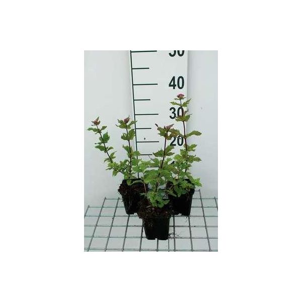 6 X Eupatorium Cann. 'Plenum' - Margherita D'acqua - Vaso 9 X 9 Cm X 9 Cm-image