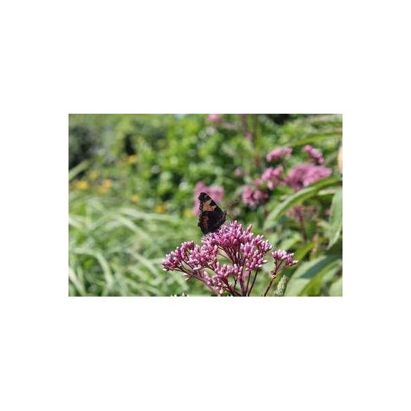 6 X Eupatorium Mac. Purple Bush' - Senape D'acqua - Vaso 9 X 9 Cm-image