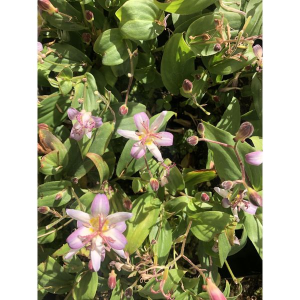 6 X Tricyrtis Hirta 'Tojen' - Giglio Rospo - Vaso 9X9 Cm-image