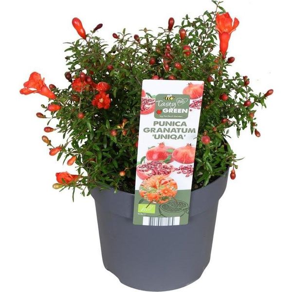 Punica Granatum 'Uniqa' Melograno Nano Ca. 30 Cm Incl. Vaso | Pianta Ornamentale Per Giardino Balcone Terrazzo Facile Da Curare-image