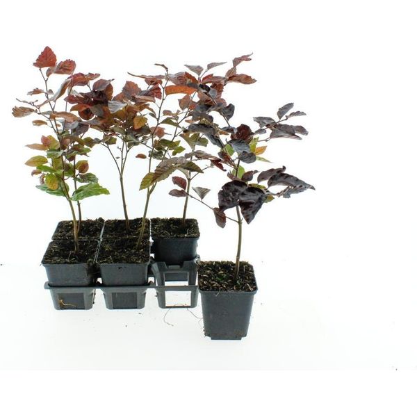 Faggio Europeo Fagus Sylvatica Atropunicea 40-60 Cm In Vaso - Faggio Rosso, Albero Da Giardino, Arbusto Ornamentale Per Siepi E Piante Singole-image