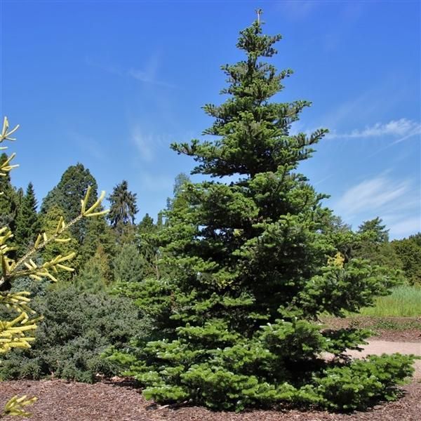 Abete Coreano Abies Koreana 40-50 Cm - Conifera Nana Sempreverde Per Giardino, Vasca, Terrazza, Resistente, Decorativa-image