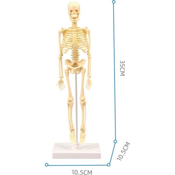 35CM Diy Scheletro Umano Modello Educativo Anatomico Anatomia Medica Scienza Forniture-image