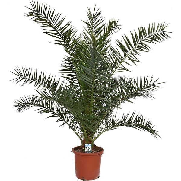 Palma Da Dattero Delle Canarie 80-100 Cm - Phoenix Canariensis - Palma Phoenix-image