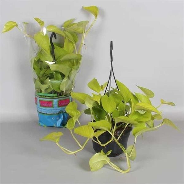 Epipremnum 'Golden Pothos' Cesto Appeso 50-60 Cm - Edera, Pianta D'appartamento, Pianta Verde, Facile Da Curare, Appesa, Pianta Da Interno-image