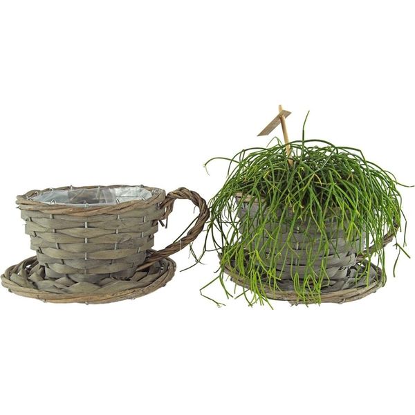 Set Di 2 Tazze Per Piante Naturali Di Circa 11 Cm - Decorazione Da Giardino-image