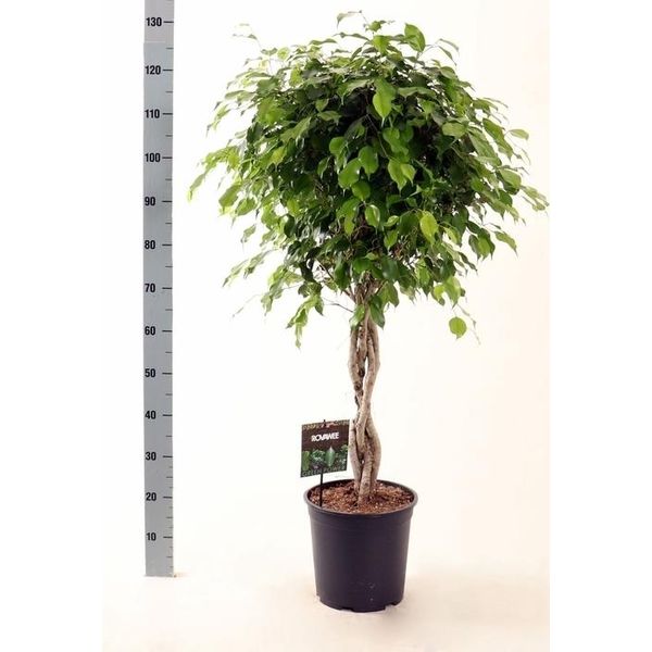 Fico Della Betulla Ficus Benjamina Exotica Fusto 120 Cm - Pianta D'appartamento Di Facile Manutenzione, Pianta Verde Decorativa Per La Casa-image