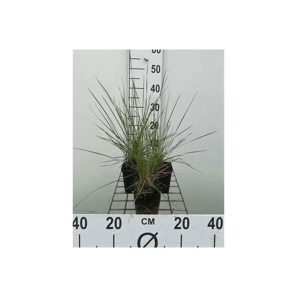 6 X Muhlenbergia Capillaris - Erba Pipa - Vaso 9 X 9 Cm-image