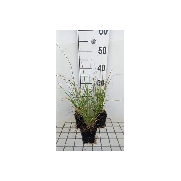 6 X Muhlenbergia Rigens - Erba Pipa - Vaso 9 X 9 Cm-image