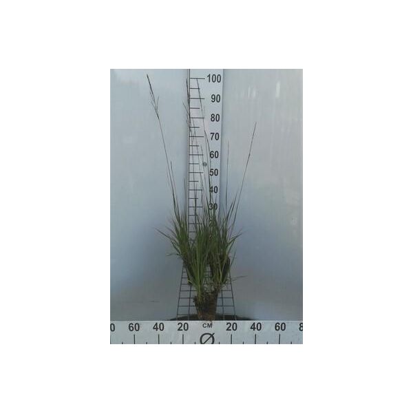 6 X Molinia Arundinacea ( Altissima) - Erba Pipa - Vaso 9 X 9 Cm-image