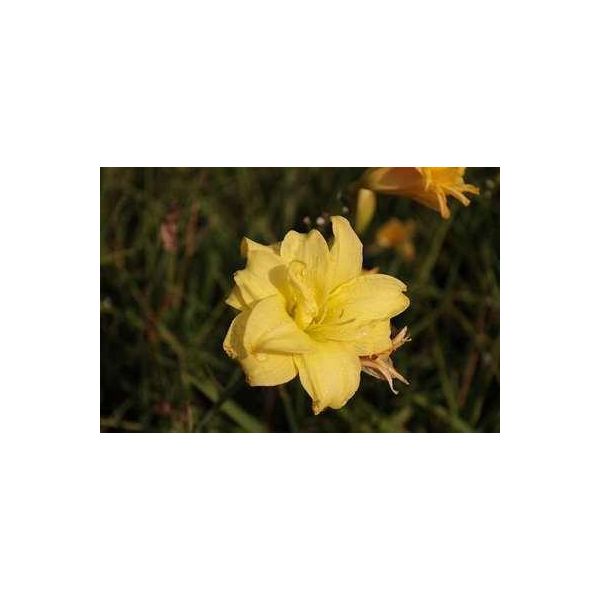6 X Hemerocallis Hybr. 'Double River Wye' - Taglily - Topf 9 X 9 Cm-image
