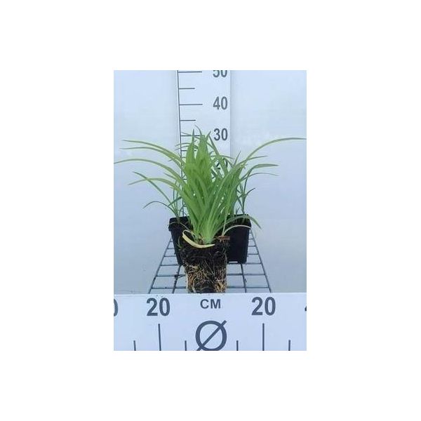 6 X Hemerocallis Hybr. 'Pink Damask' - Daylily - Vaso 9 X 9 Cm-image
