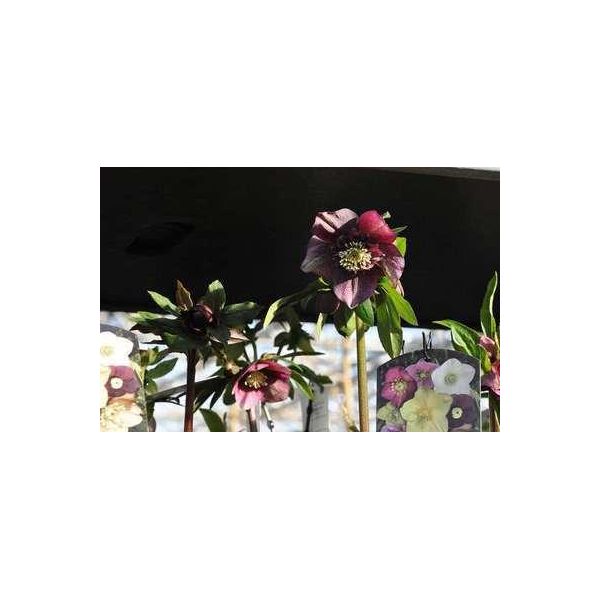 6 X Helleborus O 'Red Hybrids' - Rosa Lenticchia - Vaso 9 X 9 Cm-image