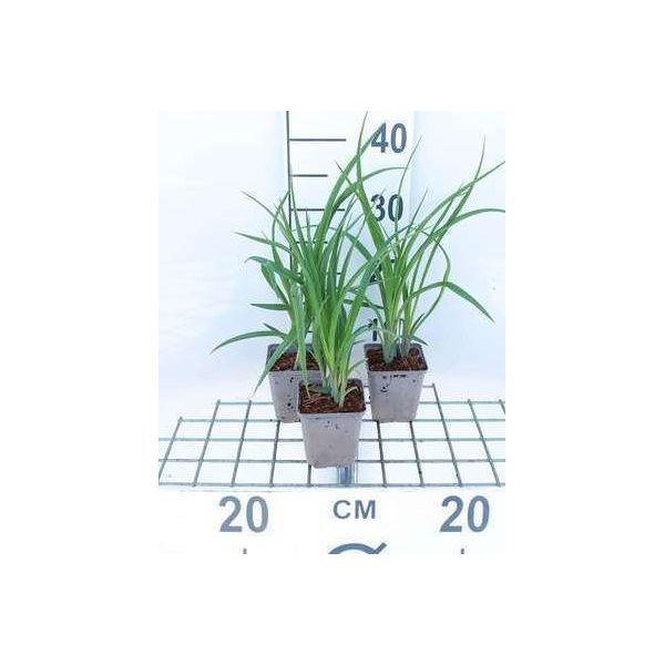 6 X Hemerocallis Hybr. 'Lilioasphodelus' (Flava) - Daylily - Vaso 9 X 9 Cm-image
