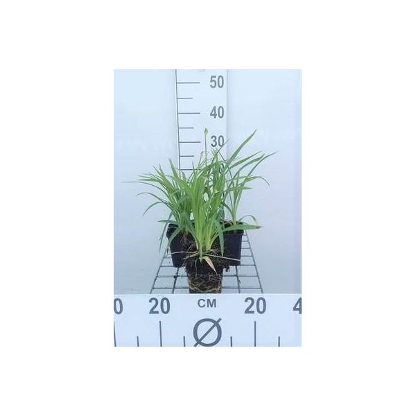 6 X Hemerocallis Hybr. 'Stella D'oro' - Daylily - Vaso 9 X 9 Cm-image