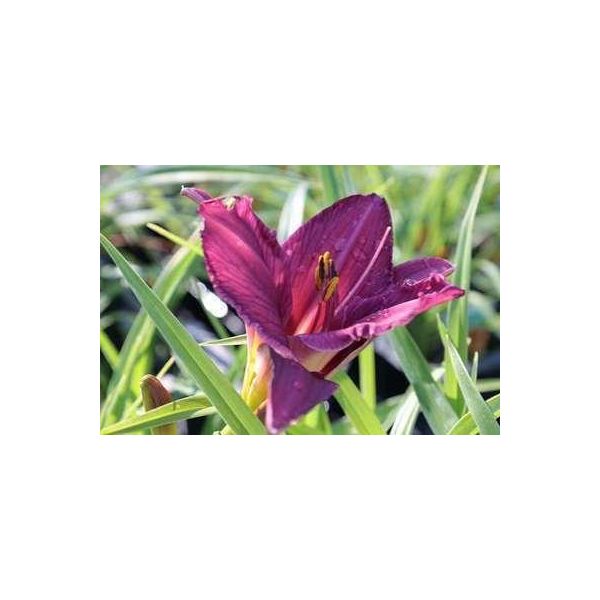 6 X Hemerocallis Hybr. 'Summer Wine' - Daylily - Vaso 9 X 9 Cm-image