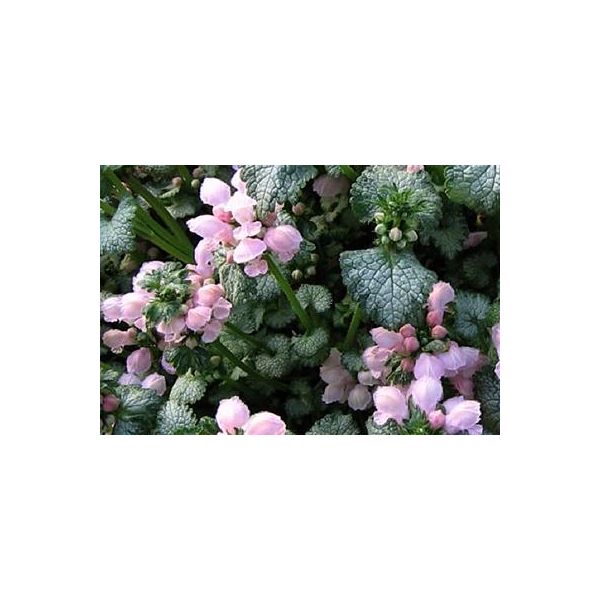 6 X Lamium Mac. 'Roseum' (Carneum) - Ortica Morta - Vaso 9 X 9 Cm-image