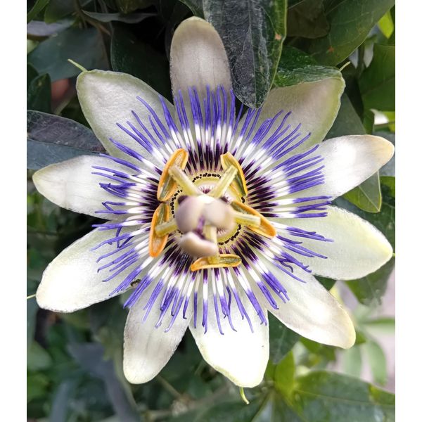 Passionsblume Passiflora Purple Haze 40 -60 Cm Violett-image