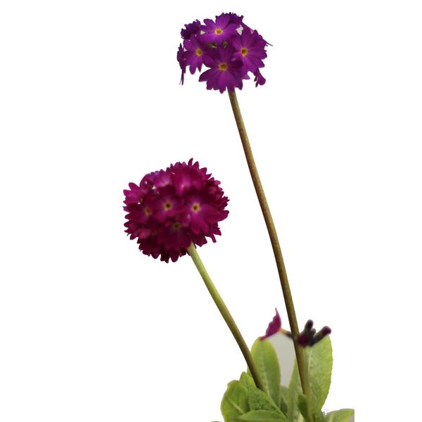 Primula Perenne A Fiore Pieno 'Primula Denticulata Rubin' Camino Rosso-image
