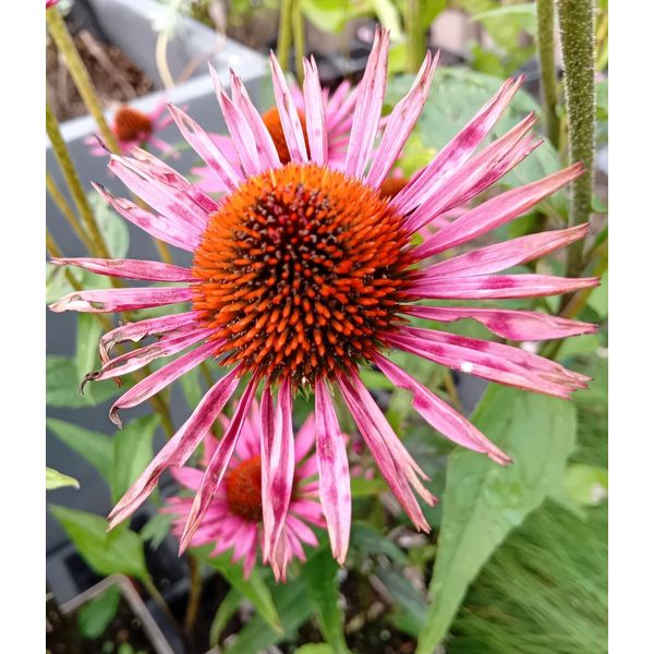 Staude Sonnenhut Echinacea Purpurea Pica Bella Purpurrosa Im 1 L Topf-image