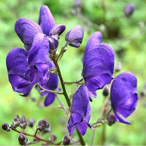 6 X Monachella Blu - Aconitum Napellus | Vaso 9Cm X 9Cm-image