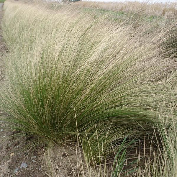 6 X Erba Piuma A Foglie Sottili - Stipa Tenuifolia | Vaso 9Cm X 9Cm-image