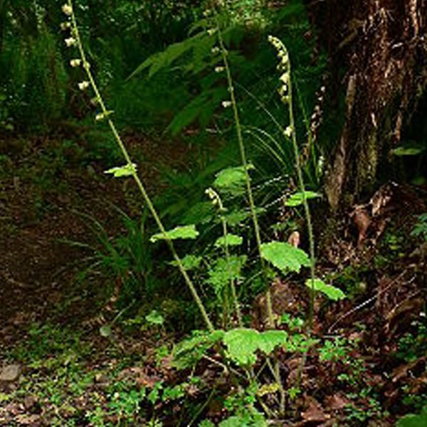 6 X Radice Di Mandragola Falsa - Tellima Grandiflora | Vaso 9Cm X 9Cm-image