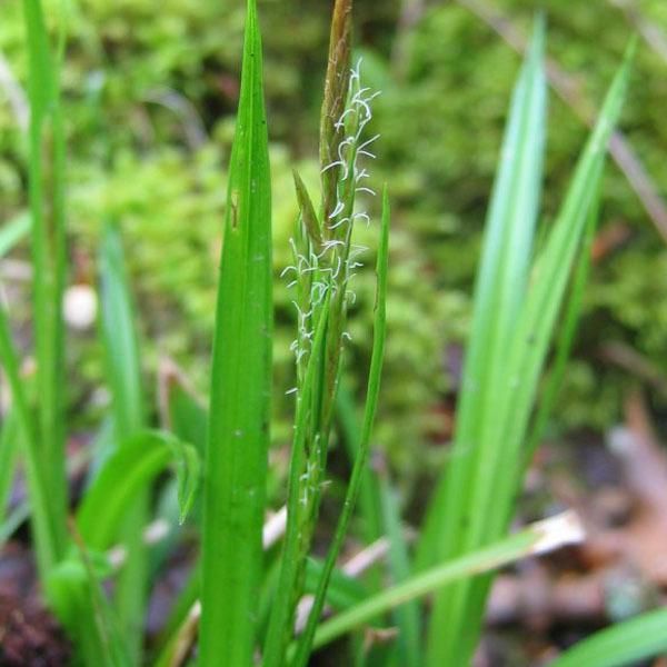 6 X Sedge Del Legno - Carex Sylvatica | Vaso 9Cm X 9Cm-image
