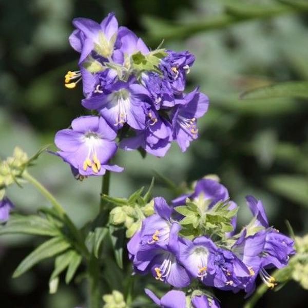 6 X Scala Di Giacobbe - Polemonium Caeruleum | Vaso 9Cm X 9Cm-image