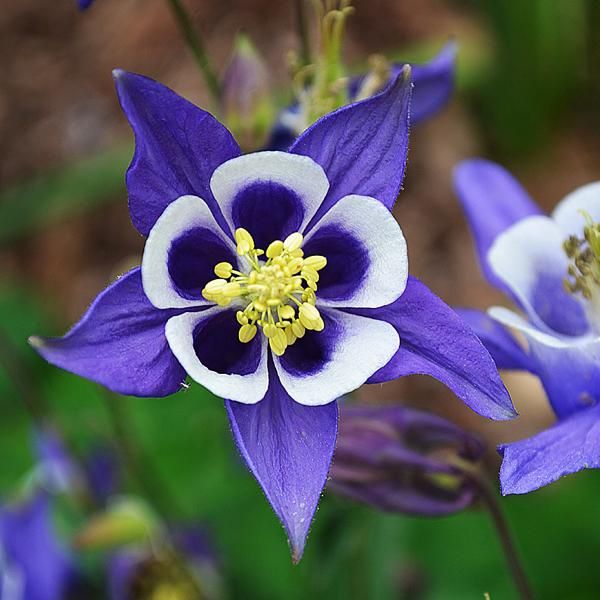 6 X Aquilegia Selvatica - Aquilegia Vulgaris | Vaso 9Cm X 9Cm-image