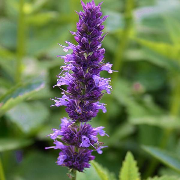 6 X Ortica Profumata All'anice - Agastache Foeniculum | Vaso 9Cm X 9Cm-image