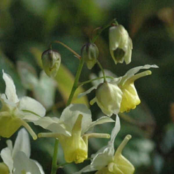 6 X Fiore Delle Fate Giallo Zolfo - Epimedium Versicolor 'Sulphureum' | Vaso 9Cm X 9Cm-image