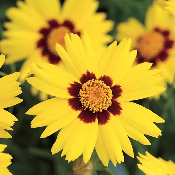 6 X Coreopsis Lanceolata 'Sterntaler' | Vaso 9 Cm X 9 Cm-image