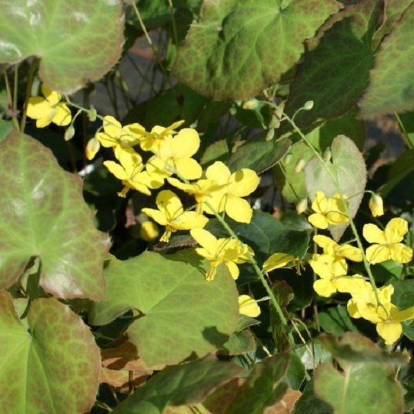 6 X Fiore Degli Elfi - Epimedium Perralderianum 'Frohnleiten' | Vaso 9 Cm X 9 Cm-image