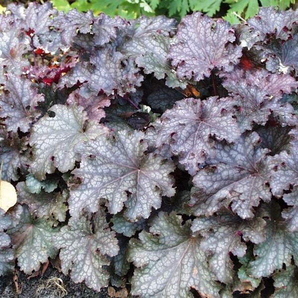 6 Campanule Viola - Heuchera 'Pewter Moon' | Vaso 9 Cm X 9 Cm-image