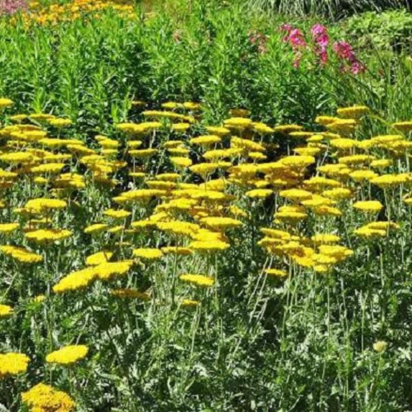 6 X Achillea - Achillea 'Coronation Gold' | Vaso 9 Cm X 9 Cm-image