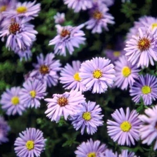 6 X Aster A Foglia Liscia - Aster Novi Belgii 'Marie Ballard' | Vaso 9 Cm X 9 Cm-image