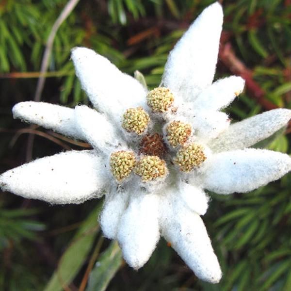 6 X Stella Alpina - Leontopodium Alpinum | Vaso 9Cm X 9Cm-image