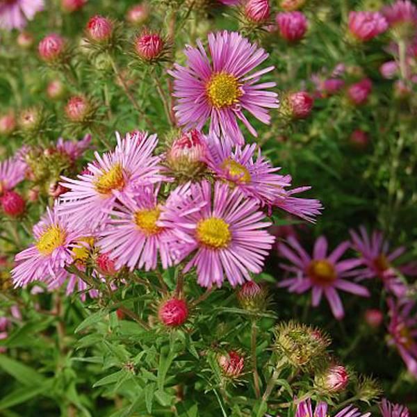 6 X Aster A Foglia Ruvida - Aster Novae Angliae 'Harrington's Pink' | Vaso 9 Cm X 9 Cm-image