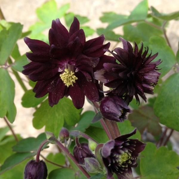 6 X Aquilegia A Spina Corta - Aquilegia Vulgaris 'Black Barlow' | Vaso 9 Cm X 9 Cm-image