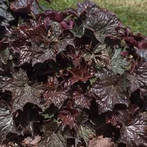 6 X Campanule Viola - Heuchera Macrantha 'Palace Purple' | Vaso 9Cm X 9Cm-image