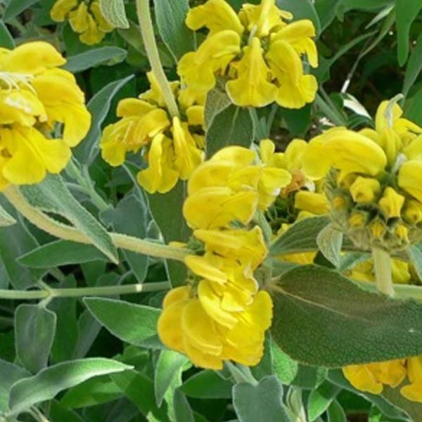 6 X Brandkraut - Phlomis Fruticosa | Vaso 9Cm X 9Cm-image
