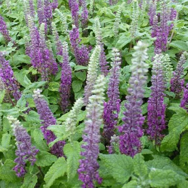6 X Camedrio Nano - Teucrium Chamaedrys 'Nanum' | Vaso 9 Cm X 9 Cm-image